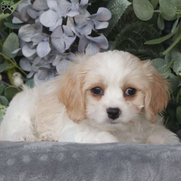 Angel, Cavachon Puppy